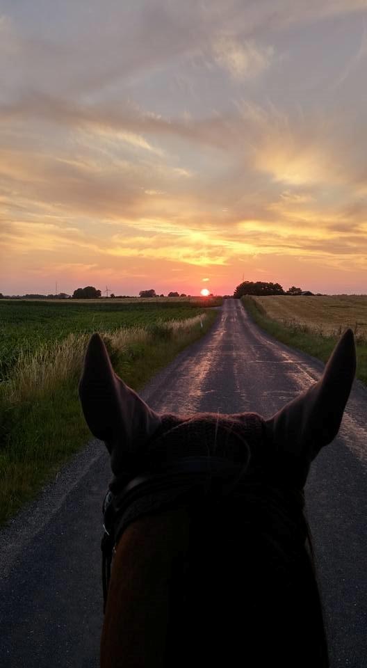 Anden særlig race Jacob  - Lækker solnedgang på en af vores dejlige lange rideture! billede 12