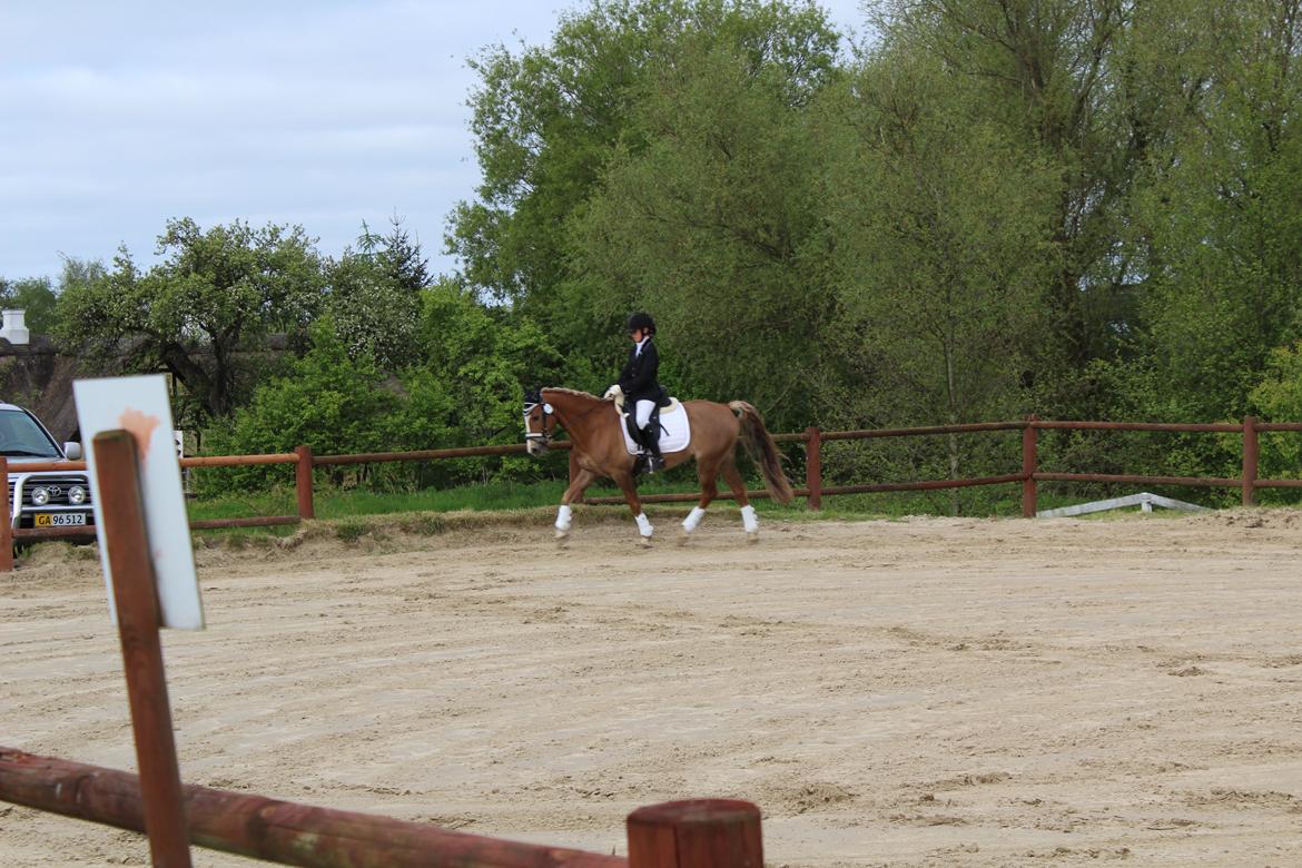 Anden særlig race Salvador - Fra kommune mesterskabet i år 2015 billede 12