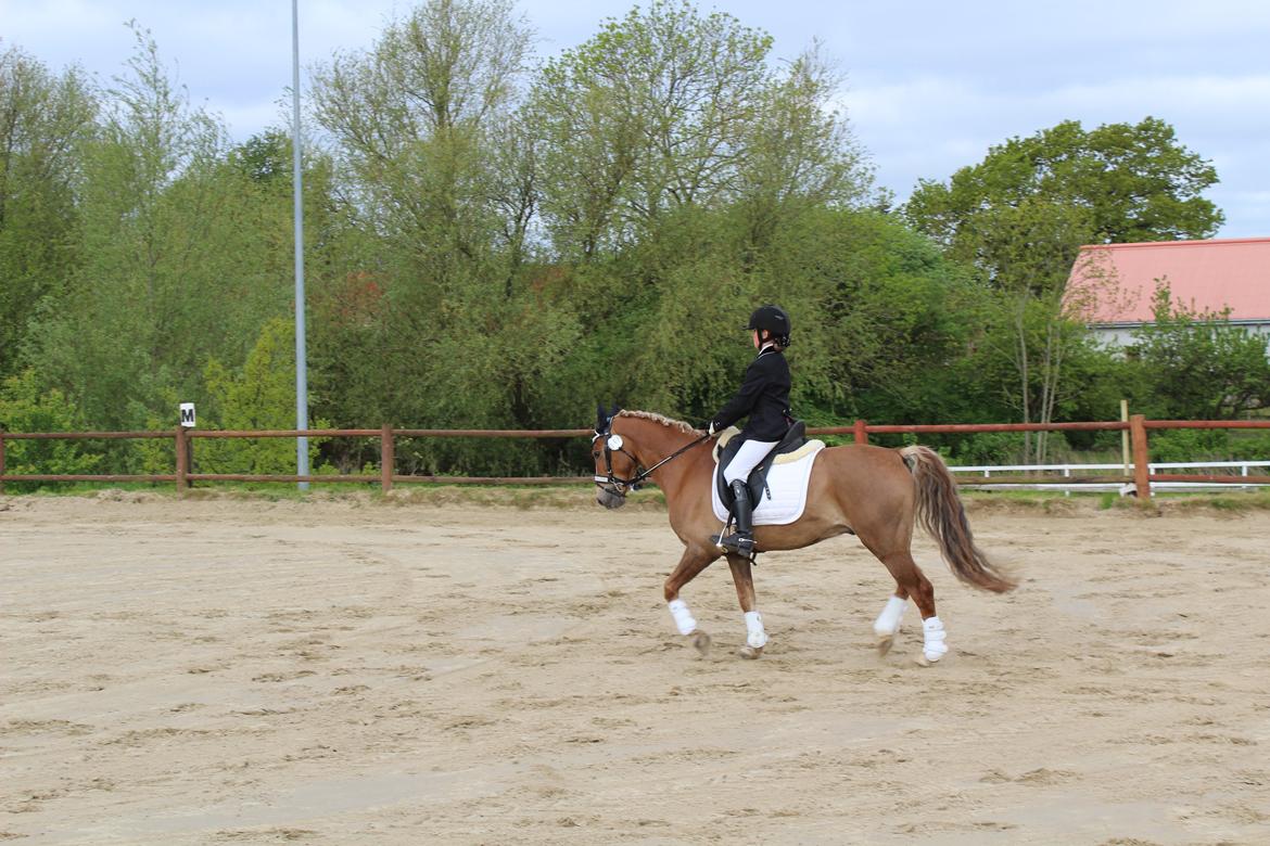 Anden særlig race Salvador billede 16