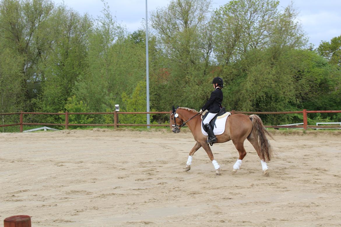 Anden særlig race Salvador billede 18