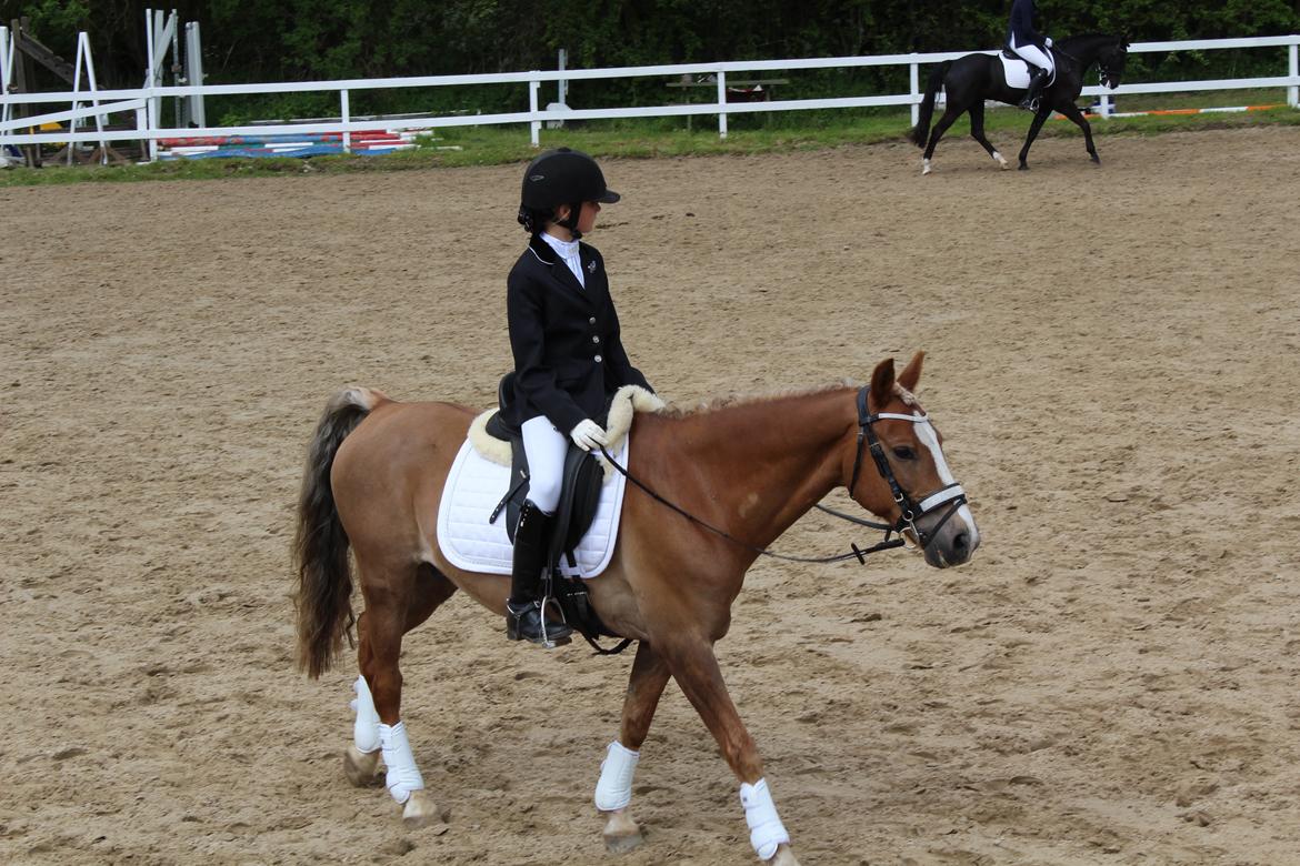 Anden særlig race Salvador billede 22