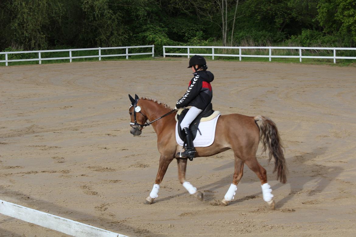 Anden særlig race Salvador billede 28