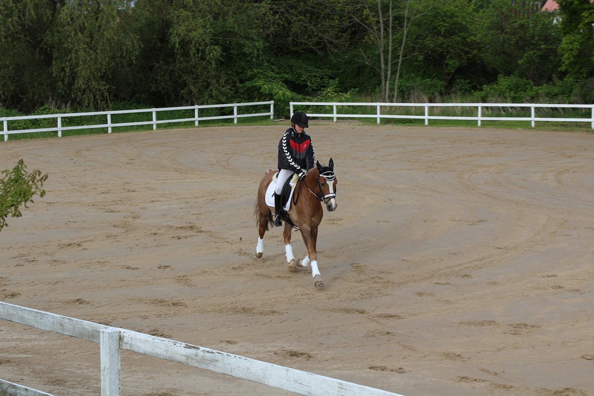 Anden særlig race Salvador - Fra opvarmningen til kommune mesterskabet i år 2015 billede 34