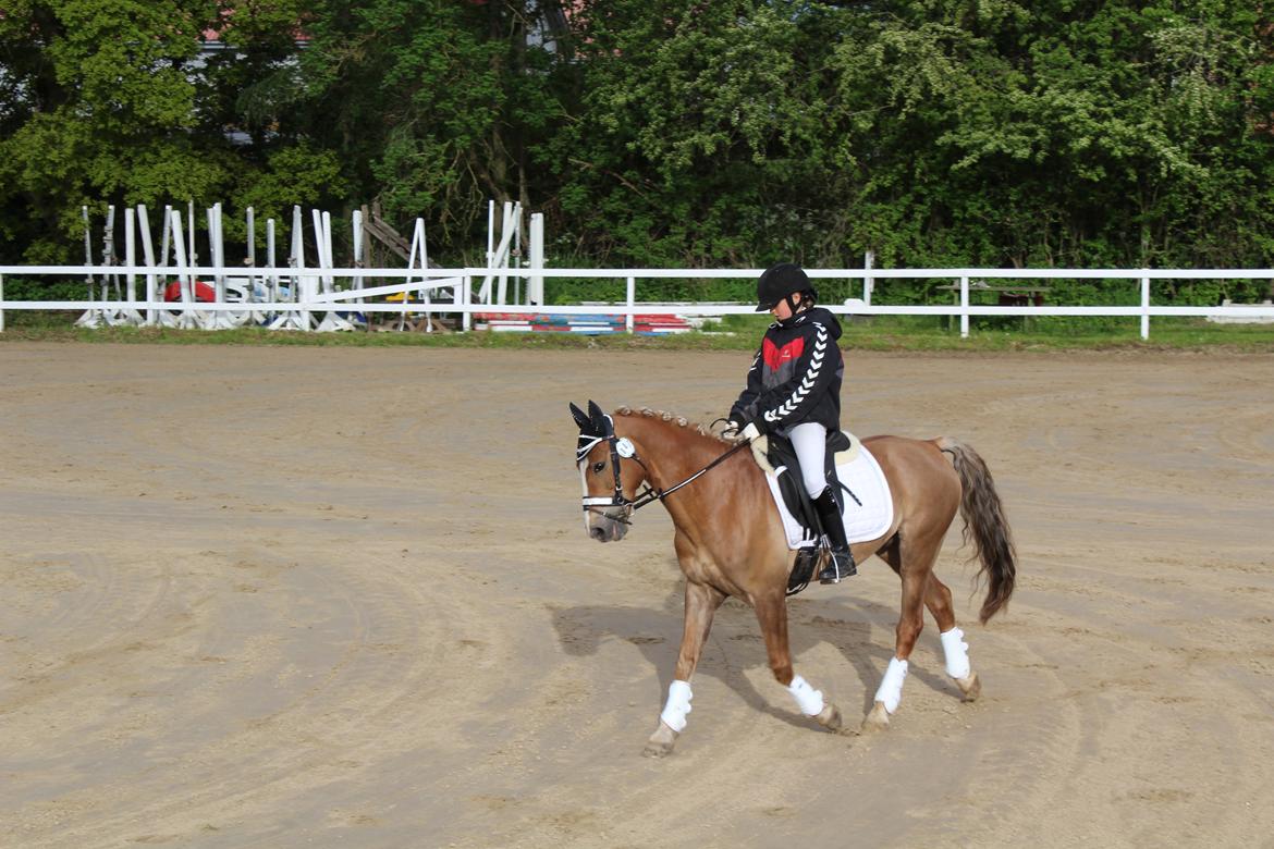 Anden særlig race Salvador billede 26