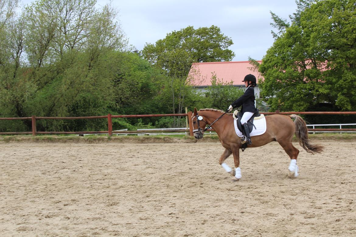 Anden særlig race Salvador billede 29