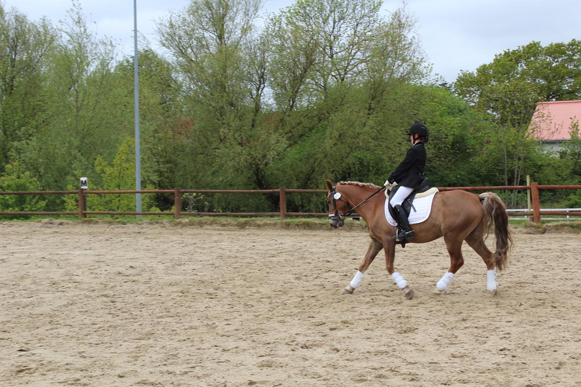 Anden særlig race Salvador - Fra kommune mesterskabet i år 2015 billede 32