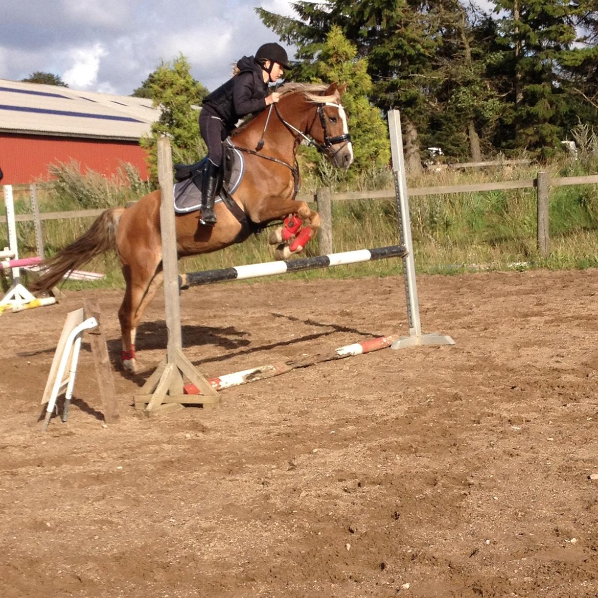 Anden særlig race Salvador billede 46