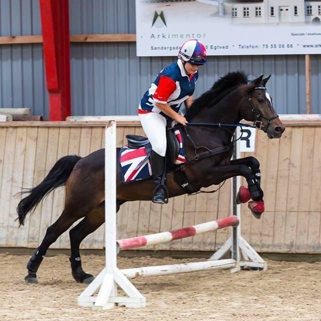 Tysk Sportspony Merlin billede 12