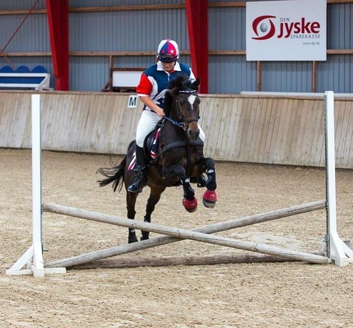 Tysk Sportspony Merlin billede 16
