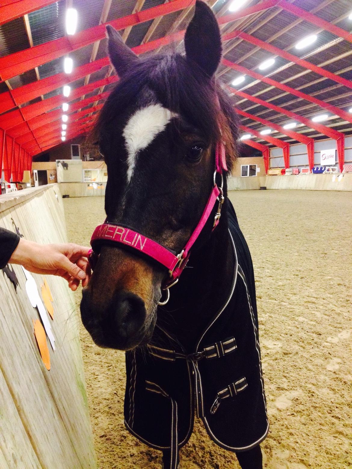 Tysk Sportspony Merlin billede 18