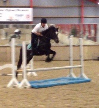 Tysk Sportspony Merlin billede 19