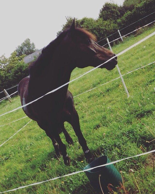 Tysk Sportspony Merlin billede 20