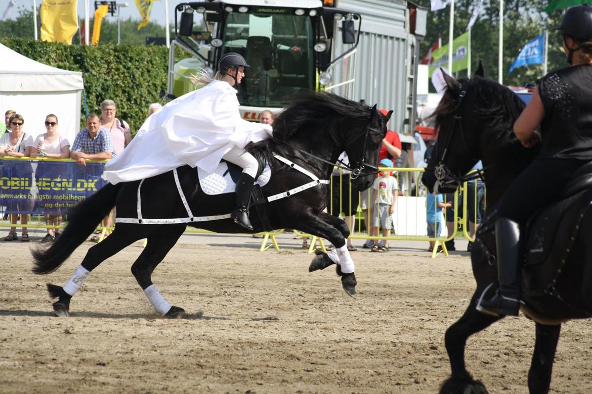 Frieser Helena von Inger-Marienlund - Helena til show ved landsskuet 2015! billede 6