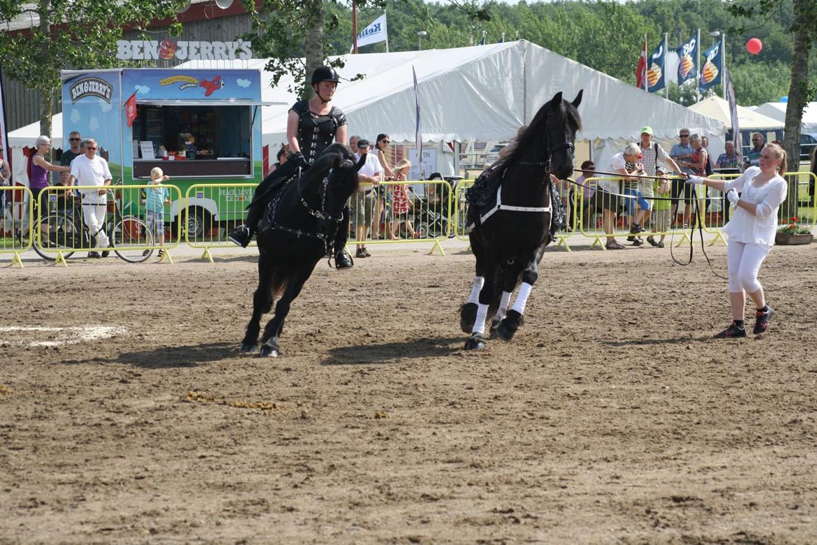 Frieser Paula von Inger-Marienlund, stb. 3. præmie - Paula i liner til Landsskuet 2015 billede 3