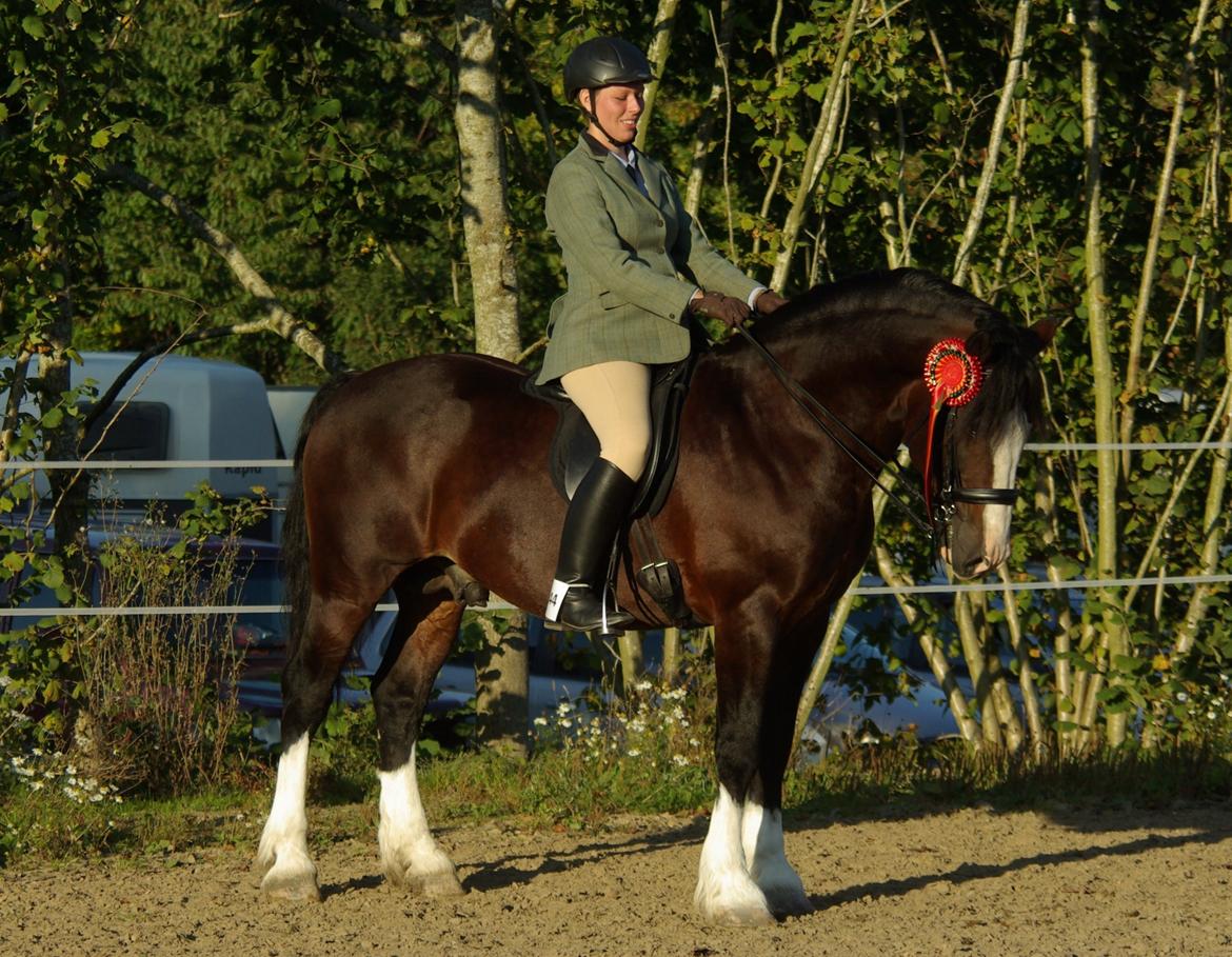 Welsh Cob (sec D) Kildegaards Sir Robert billede 3