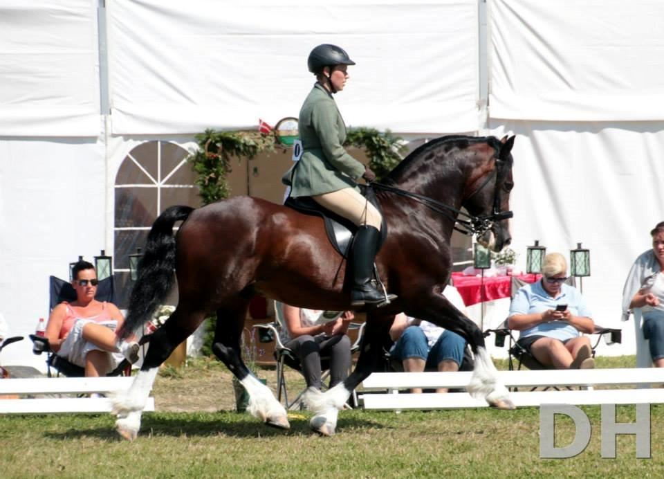 Welsh Cob (sec D) Kildegaards Sir Robert billede 4