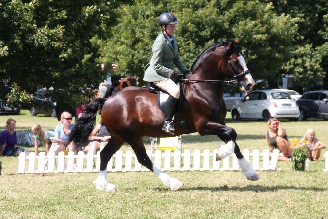 Welsh Cob (sec D) Kildegaards Sir Robert billede 12