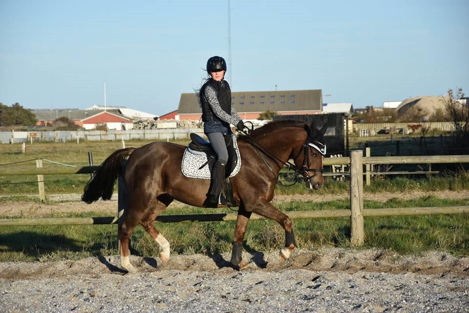 New Forest Freja - Den ene af hendes dejlige nye ejere! billede 17