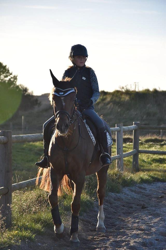 New Forest Freja - Igen :) billede 18