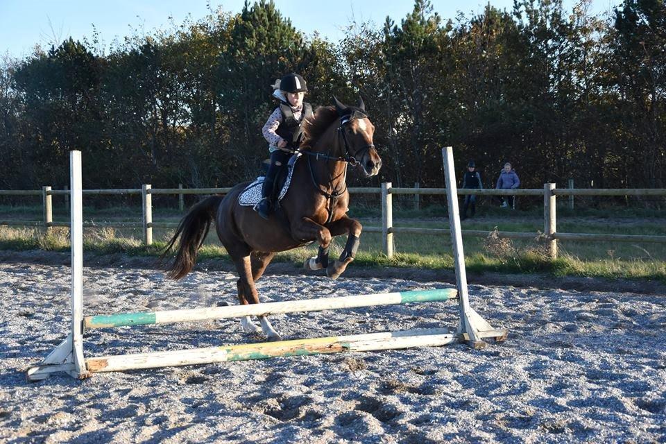 New Forest Freja - Og den anden. De er så glade for hende! billede 19