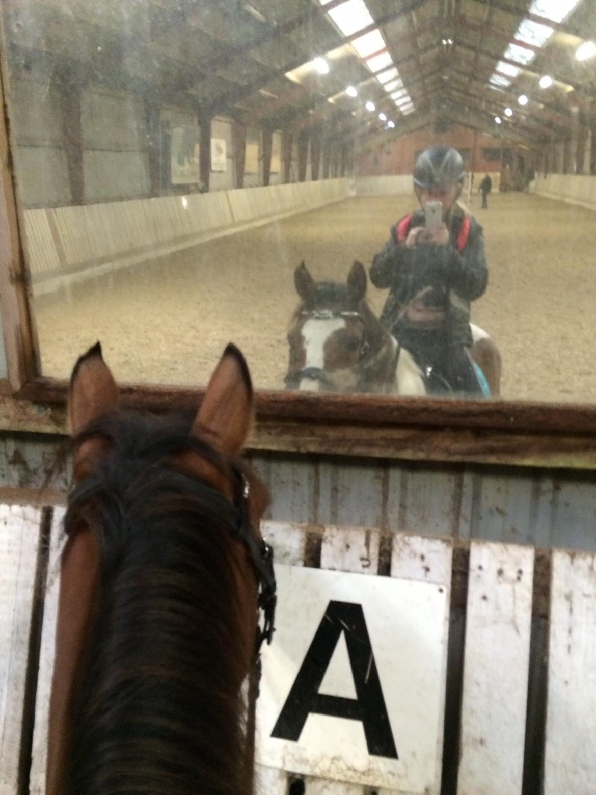 Anden særlig race Johnny Just For fun La cour (jolly) - Selfi billede 2