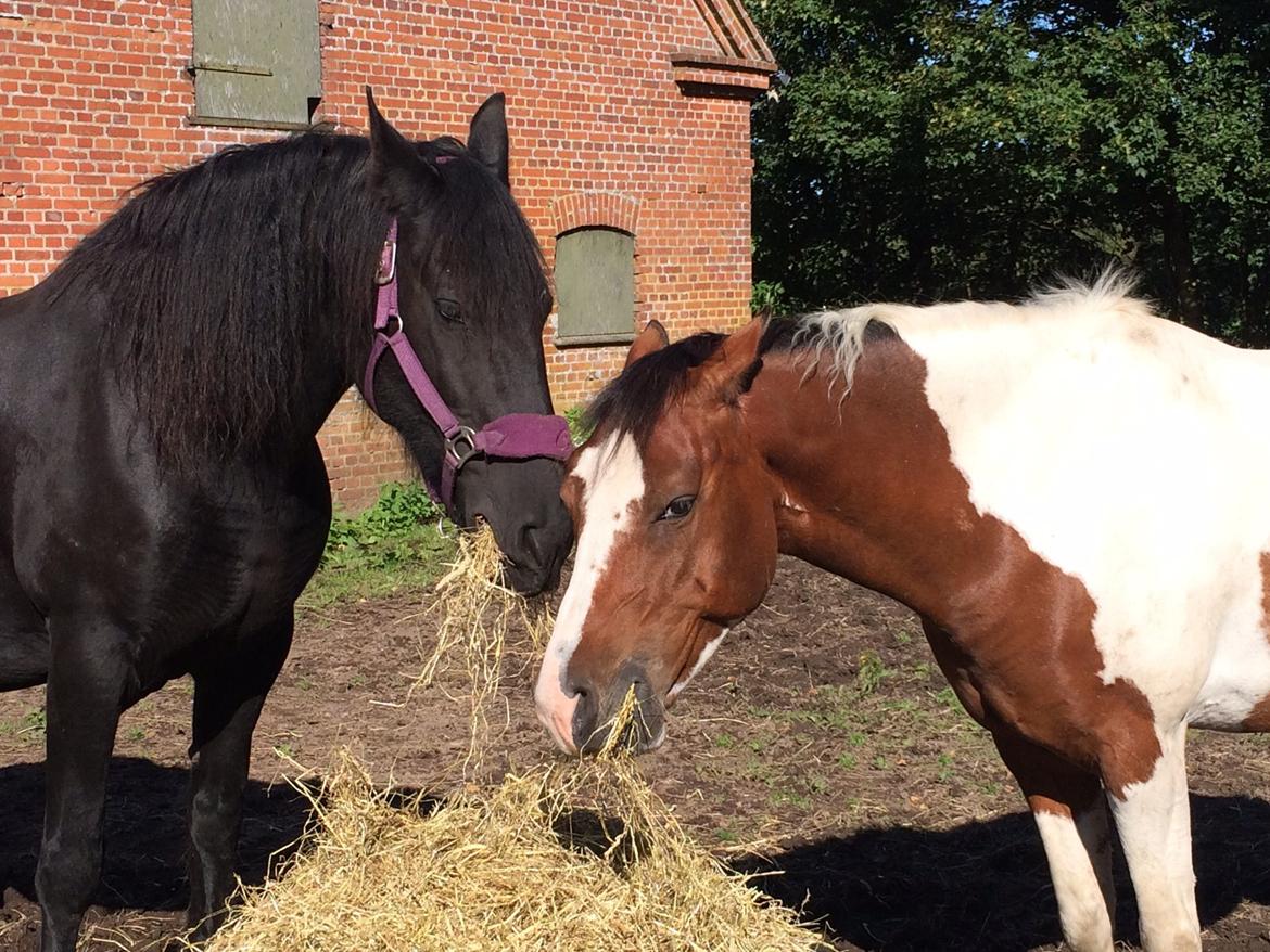 Anden særlig race Johnny Just For fun La cour (jolly) - Mit hø billede 3
