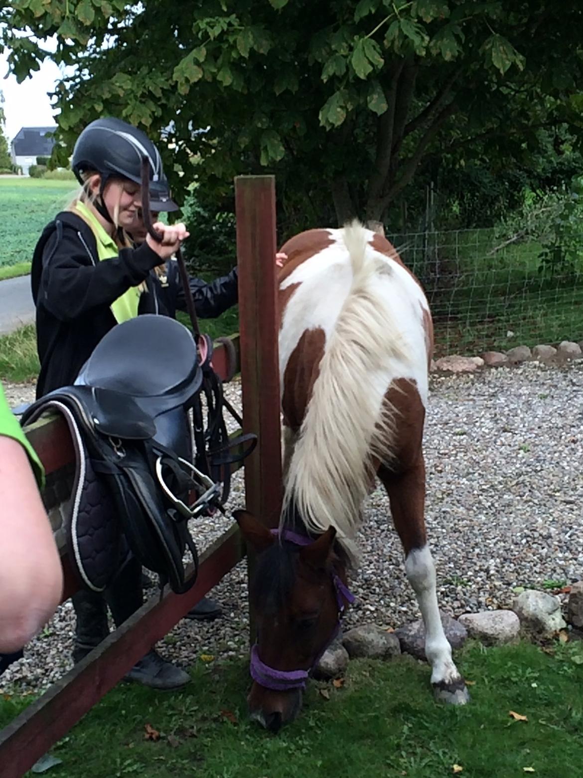 Anden særlig race Sabrine/sabi billede 11