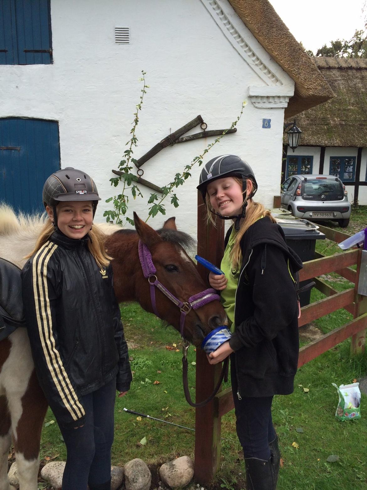 Anden særlig race Sabrine/sabi - Besøger sabi ved hendes nye hjem billede 12