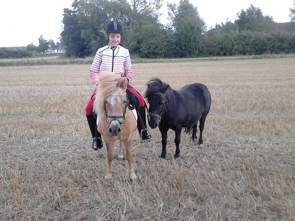 Shetlænder Desisy billede 7