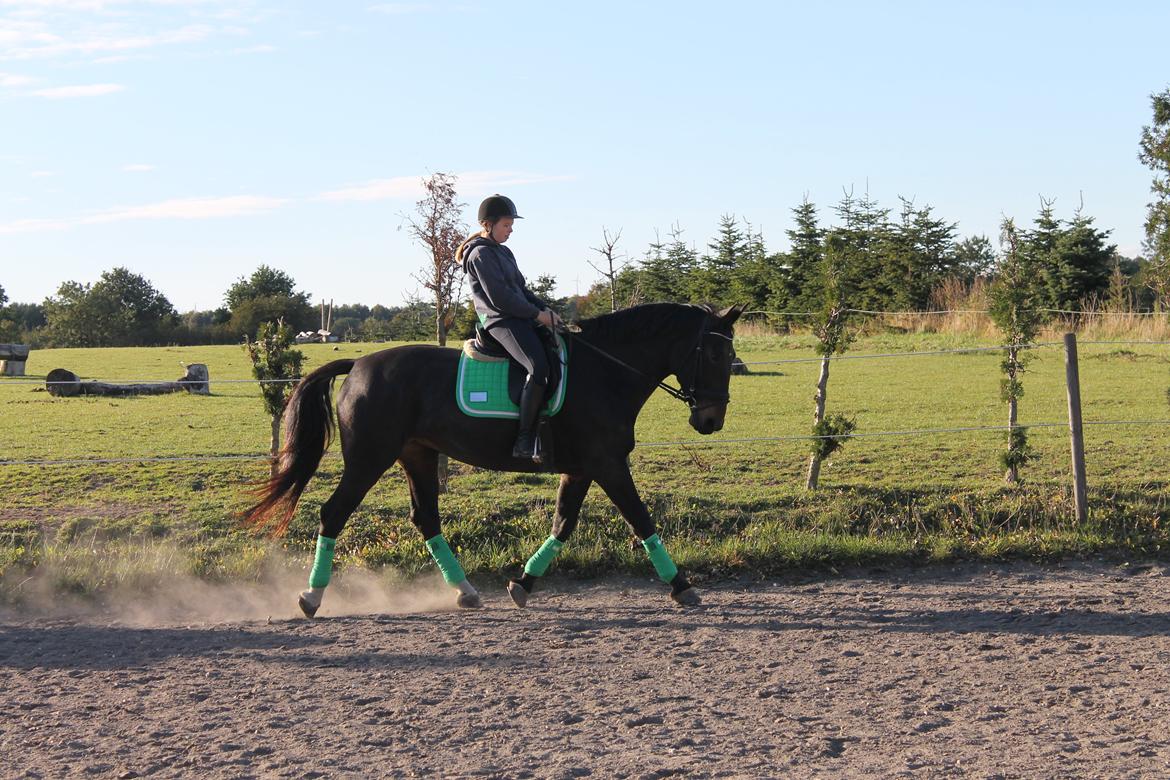 Anden særlig race Hermione billede 17