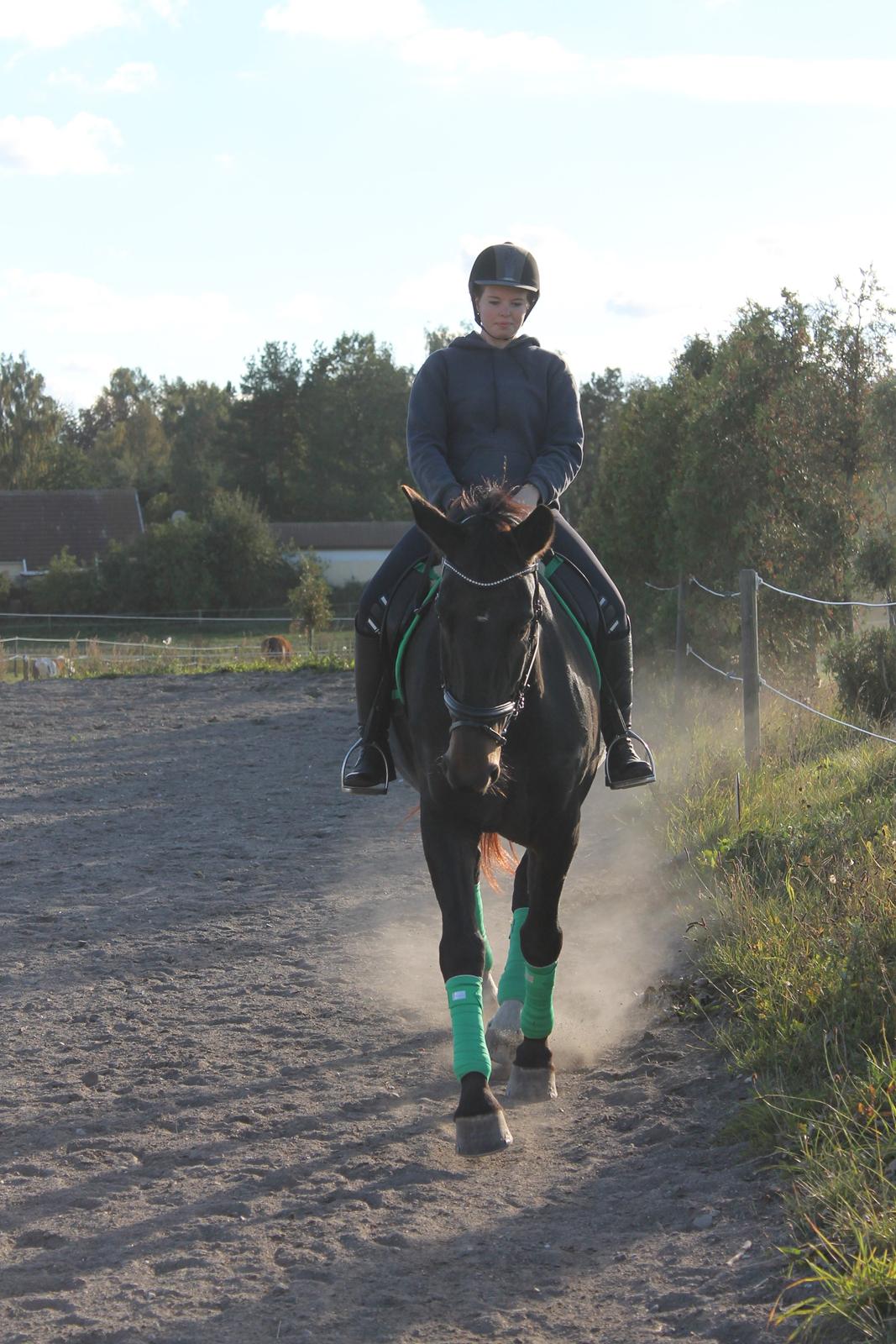 Anden særlig race Hermione billede 18