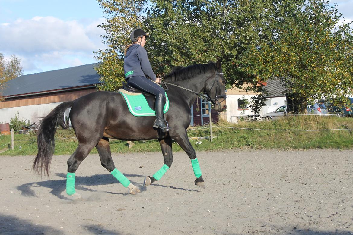 Anden særlig race Hermione billede 19