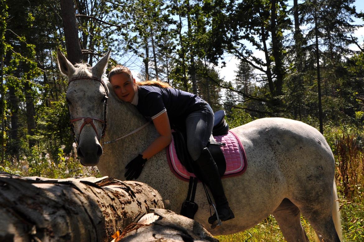Dansk Varmblod Freja billede 2