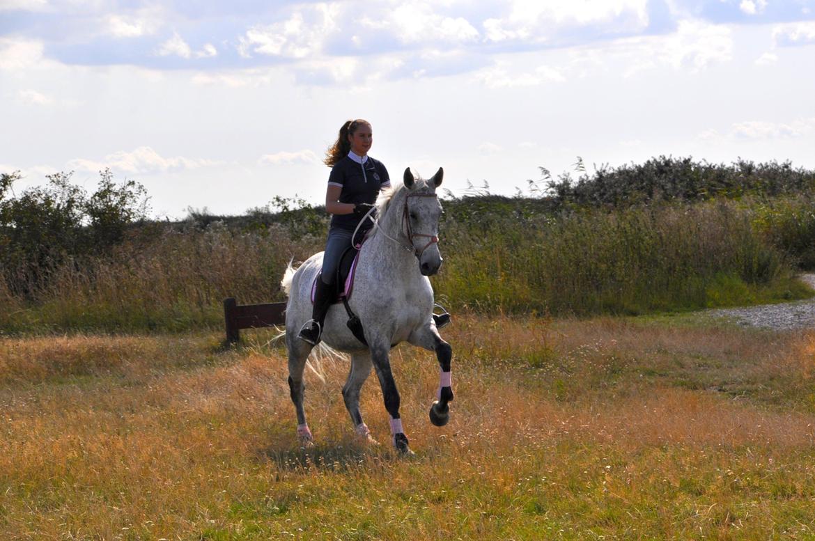 Dansk Varmblod Freja billede 11
