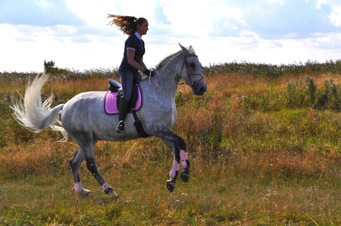 Dansk Varmblod Freja billede 12