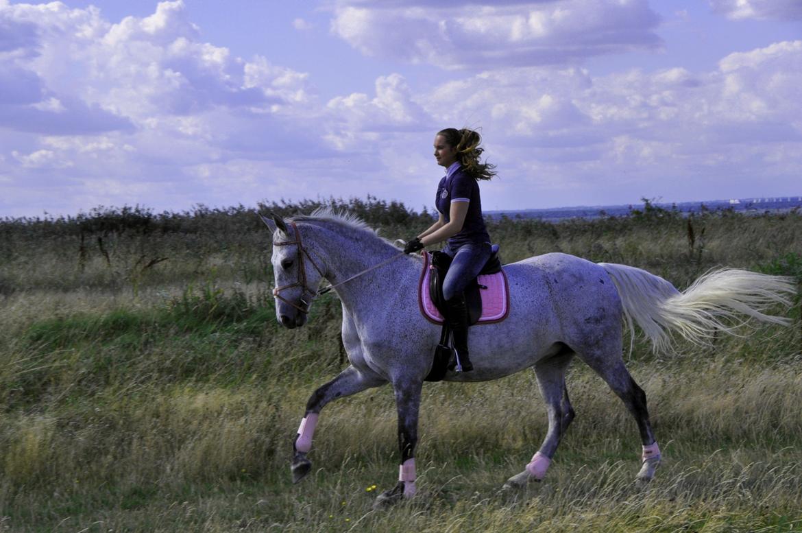 Dansk Varmblod Freja billede 14