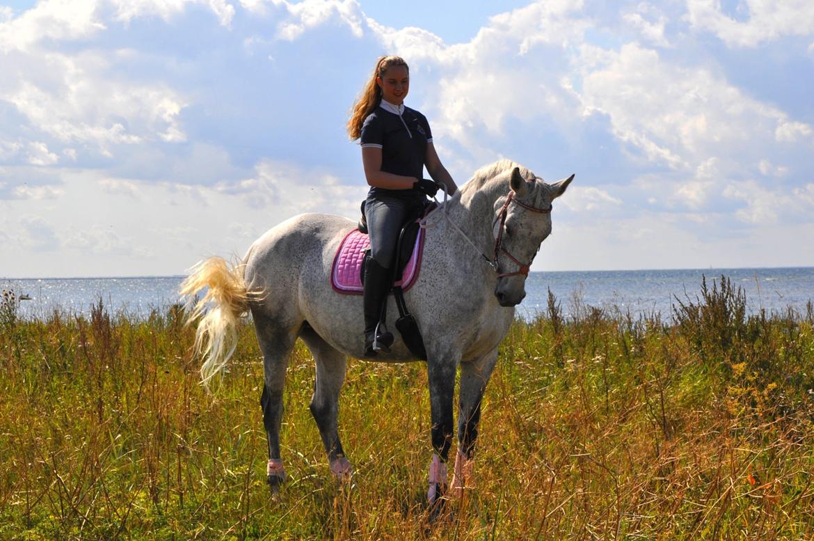 Dansk Varmblod Freja billede 16