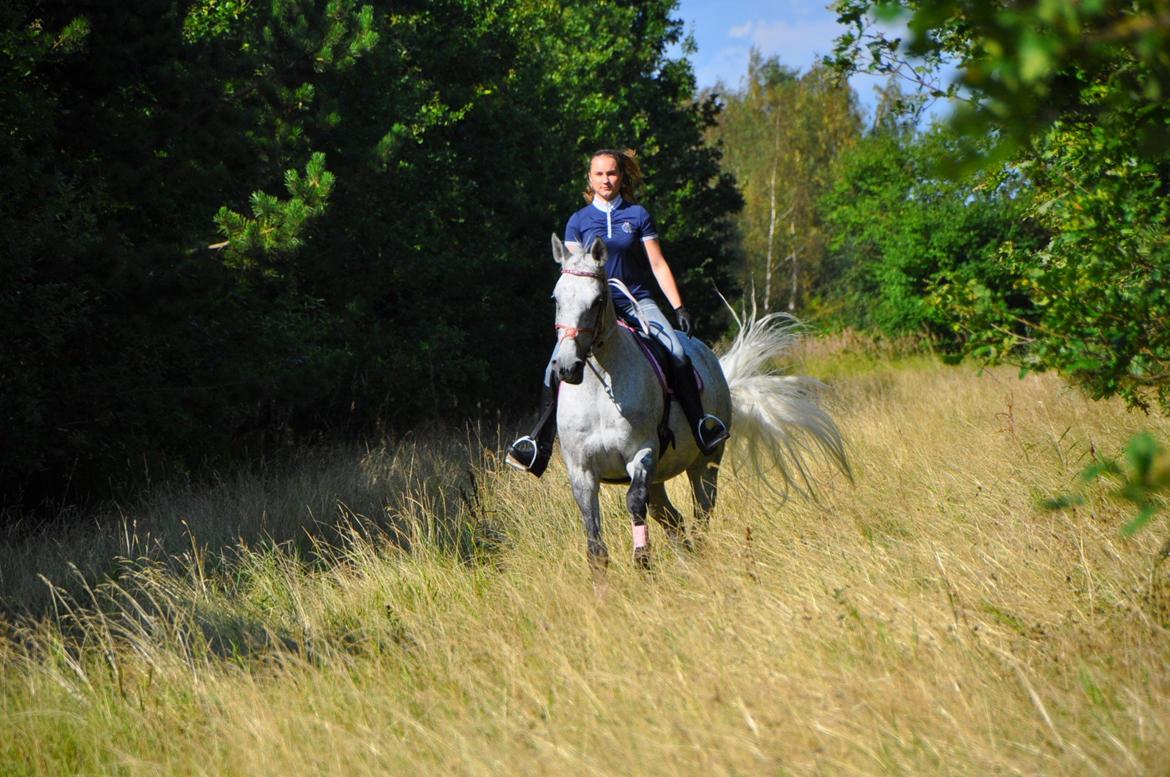 Dansk Varmblod Freja billede 17