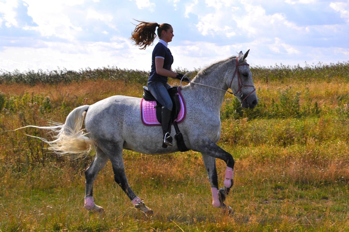 Dansk Varmblod Freja billede 13