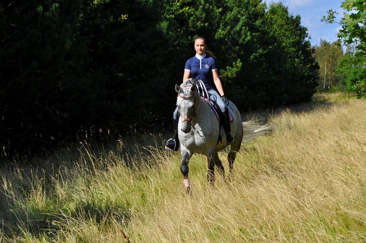 Dansk Varmblod Freja billede 19