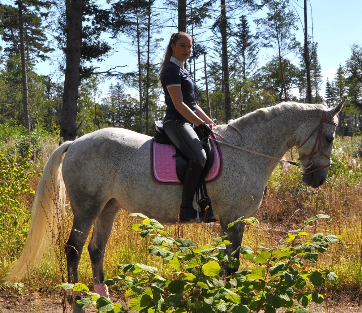 Dansk Varmblod Freja billede 20