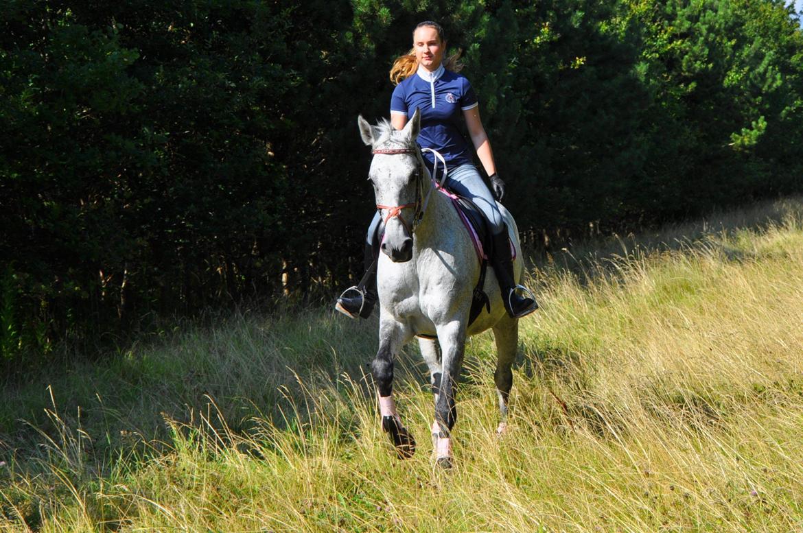 Dansk Varmblod Freja billede 18