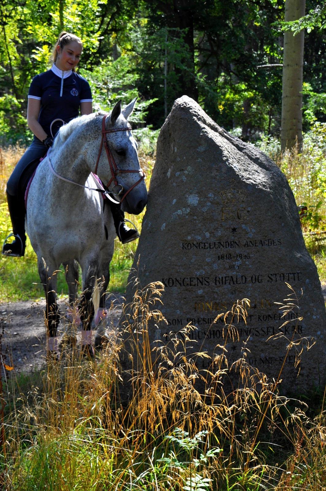 Dansk Varmblod Freja billede 4