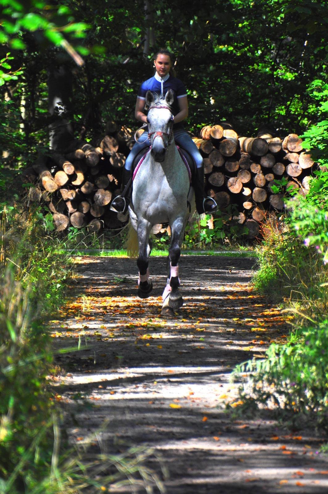 Dansk Varmblod Freja billede 5