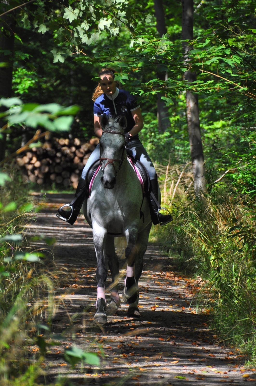Dansk Varmblod Freja billede 6