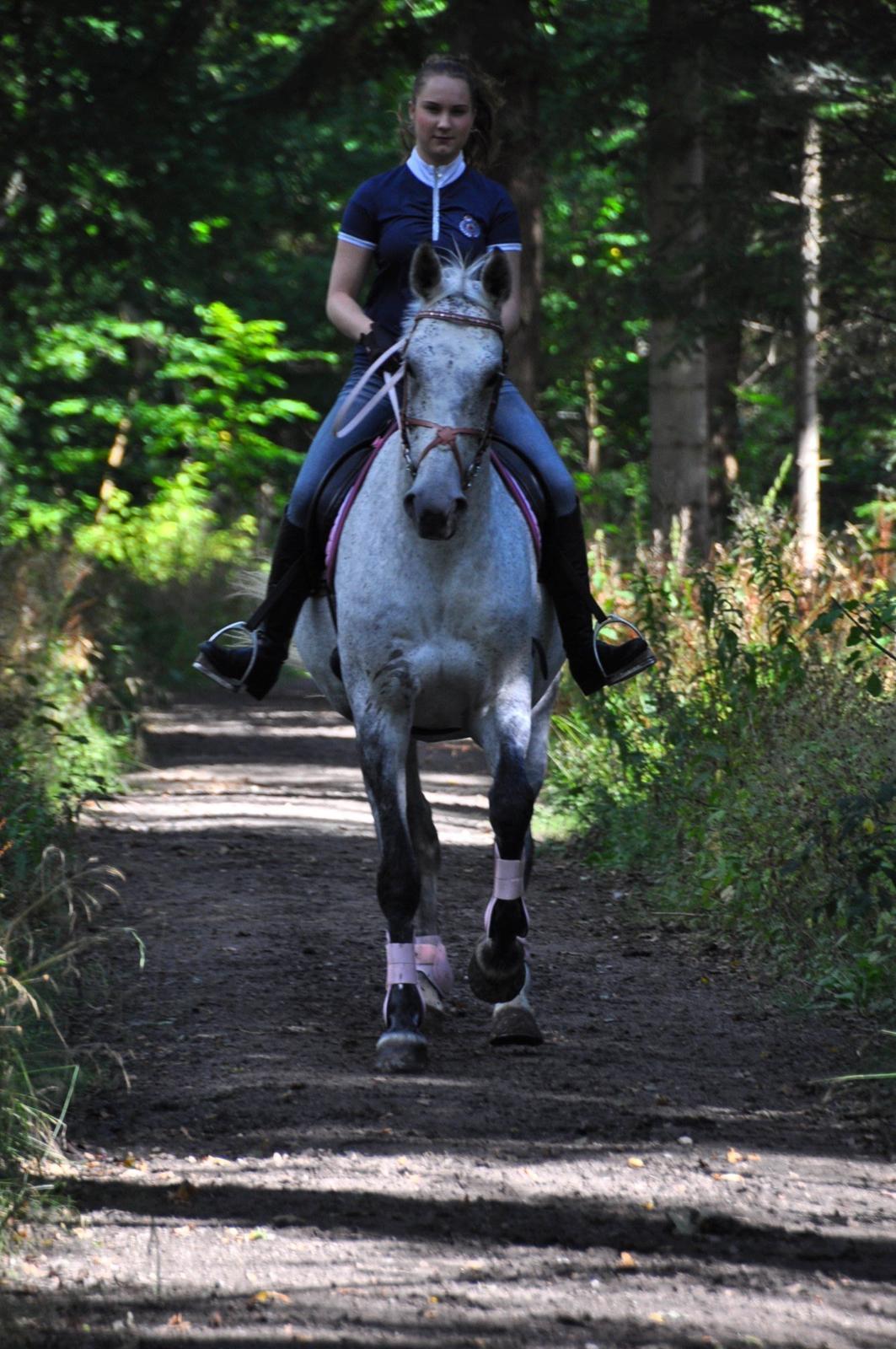 Dansk Varmblod Freja billede 7