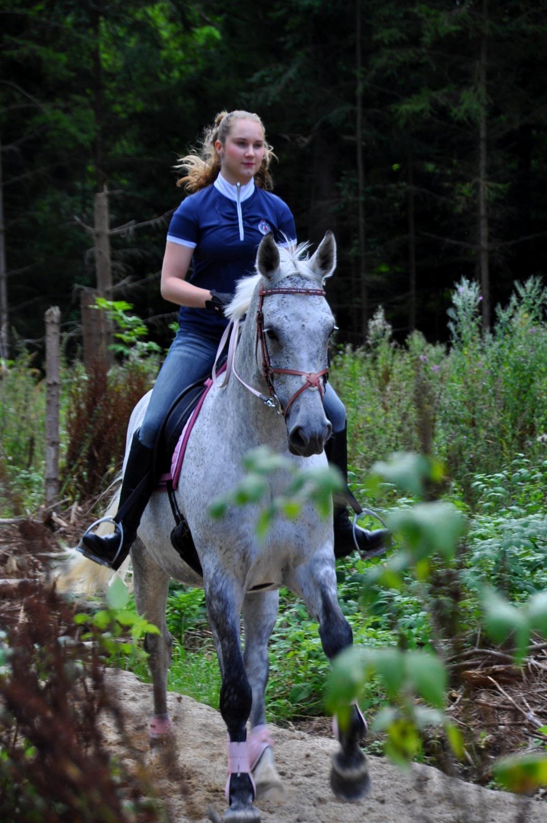 Dansk Varmblod Freja billede 8