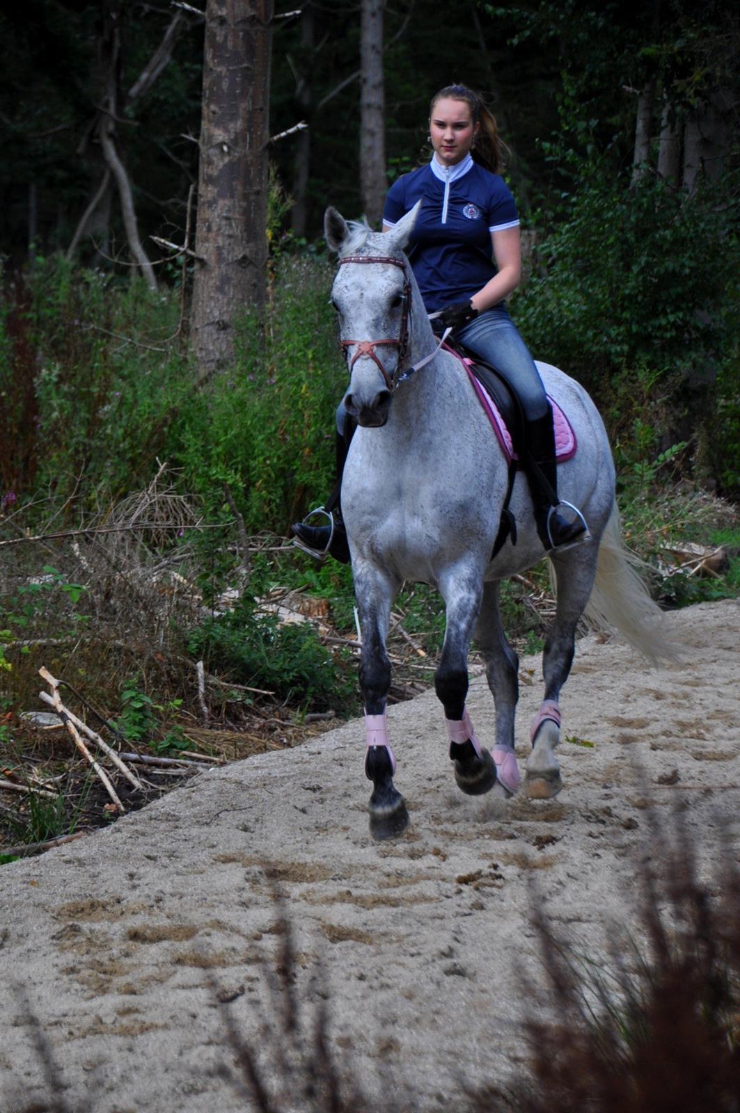 Dansk Varmblod Freja billede 9