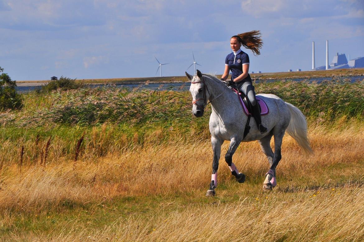 Dansk Varmblod Freja billede 10