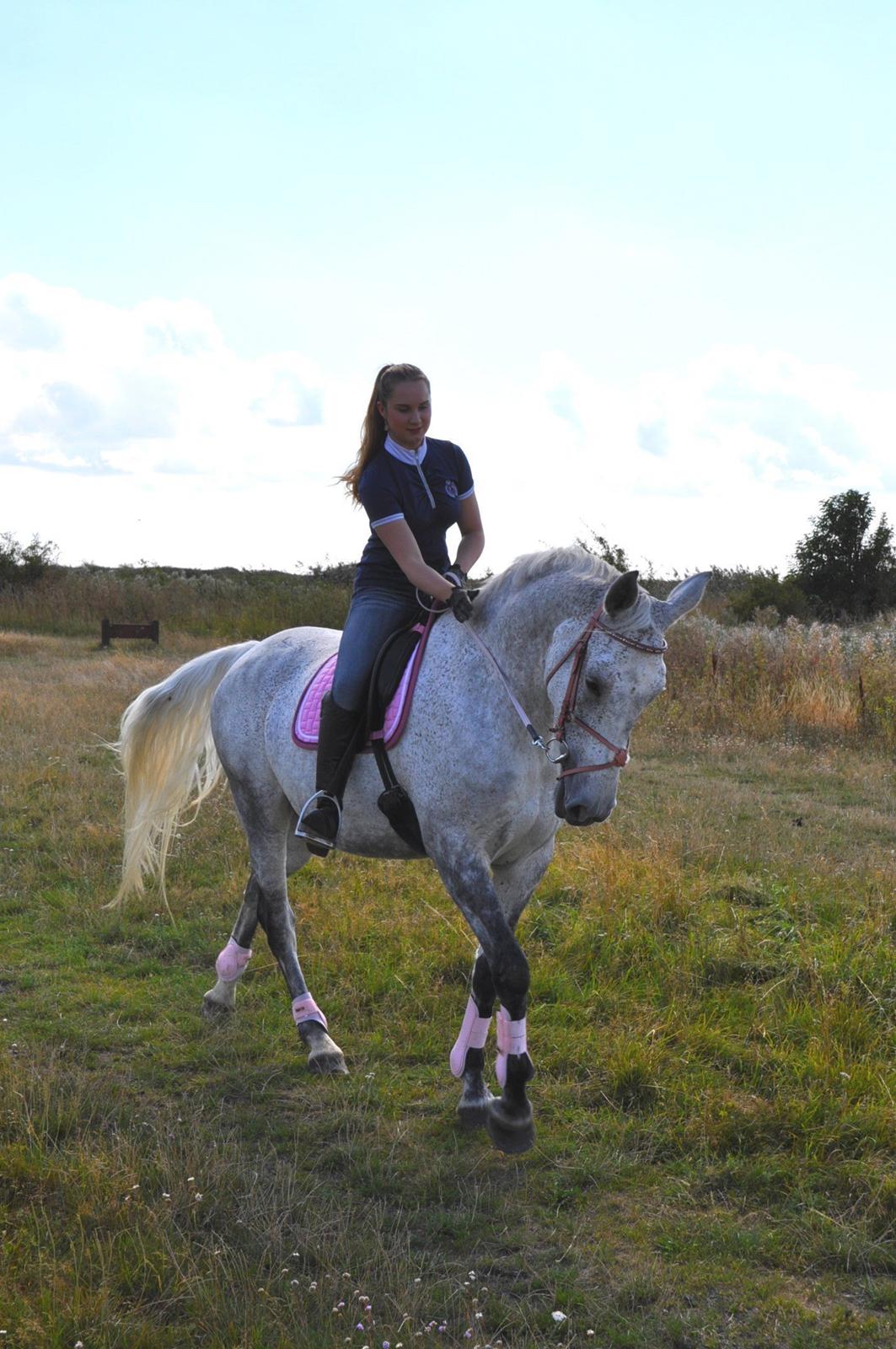 Dansk Varmblod Freja billede 15